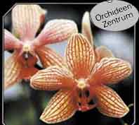 www.orchideen-zentrum.ch  Orchideenzentrum, 8370
Sirnach.