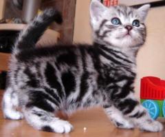 Wunderschne Britisch Kurzhaar(BKH) Kitten 