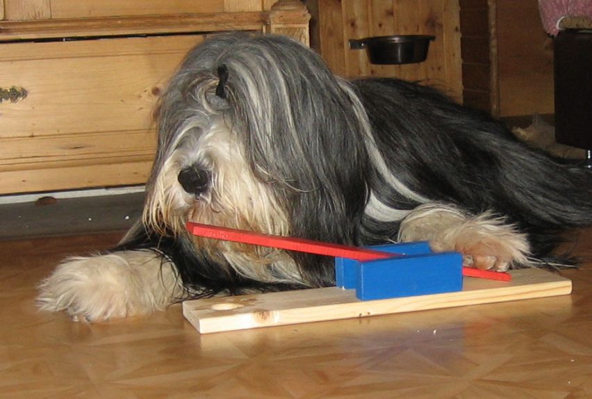Dog-Intelligenz Hunde Spielzeug