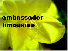 www.ambassador-limousine.com,        Ambassador
Limousine Service Srl ,        1201 Genve       
       