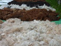 Alpaka Duvet Wolle / Rohfaser