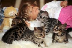 Chatons Bengal Brown Spotted, mles 
