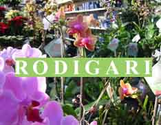 www.rodigari.ch  Rodigari Gartencenter,7013Domat/Ems.