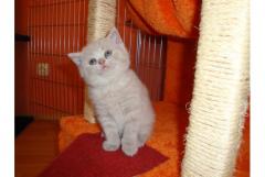 Britisch Kurzhaar Katzen BKH ( british shorthair cat british lilac cats ) 