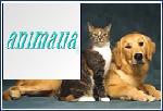 Animalia - die Tierversicherung fr HundeundKatzen