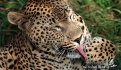 The Safari Source - Ihr lokaler Reiseexperte fr authentische Safaris ins sdliche Afrika