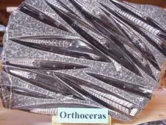 Orthoceras