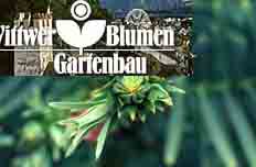 www.wittwerblumen.ch  Wittwer Blumen Gartenbau AG,
3645 Gwatt (Thun).