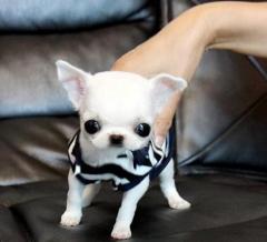Mini Chihuahua Welpen Traumhafte