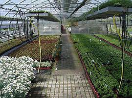 Beet- und Balkonpflanzen 