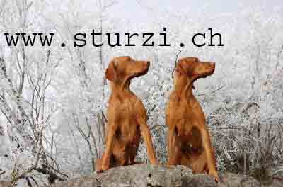 www.sturzi.ch  Goldschmiede Sturzenegger AG, 7320
Sargans.