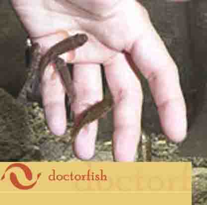 www.doctorfish.ch  DoctorFish, 8832 Wollerau.