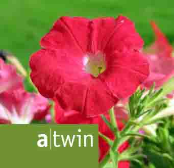 www.atwin.ch  ATWIN Grafik AG, 6060 Sarnen.