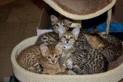 F5 Savannah Kitten suchen neues Zuhause 