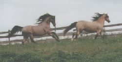 Welsh Pony Gestuet