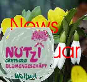 www.nuetzi-gaertnerei.ch  Ntzi Grtnerei -
Blumengeschft, 4628 Wolfwil.