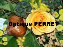 www.optique-perret.ch,            Optique Perret ,
      1204 Genve                  