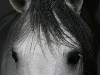 www.pferde-engel.ch  Pferdepatenschaften 
Gnadenhof fr Pferde!   Geben Sie einem Pferd die
Chance auf einen wohlverdienten Lebensabend 
werden Sie jetzt Pate! 