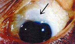 Augentagesklinik Sursee: Augenrzte Augenarzt
Augenklinik Augenkrankheiten