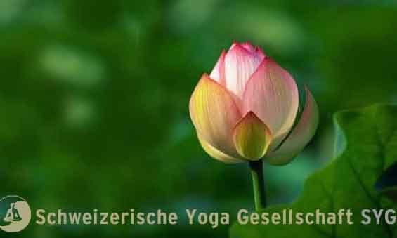 Berufsverband der Yogalehrenden, 3011 Bern.