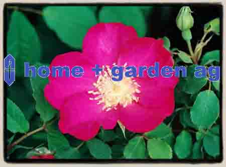 www.home-garden-ag.ch  Home   Garden AG, 8050Zrich.
