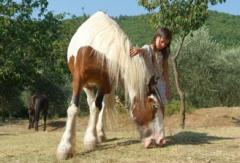 Toscana Ferienwohnung Pferde Hunde reiten Kinder Natur wandern bike