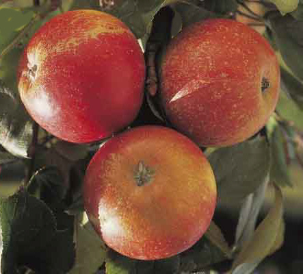 Apfelbaum Roter Boskoop