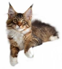 Maine Coon Kitten Trume mit tollen Luchs Pinseln