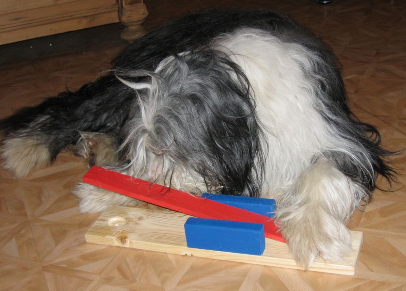 DogIntelligenz Hunde Spielzeug Hundeartikel Hundemarke Hundezubehör