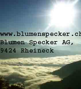 www.blumenspecker.ch  Blumen Specker AG, 9424
Rheineck.