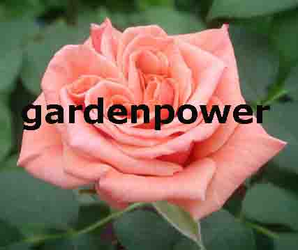 www.gardenpower.ch  Gardenpower, 8708 Mnnedorf.